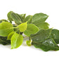 Huile de massage à l'argan bio, camphre et eucalyptus