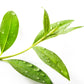 Gommage thé vert et aloe vera