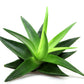 Gommage thé vert et aloe vera