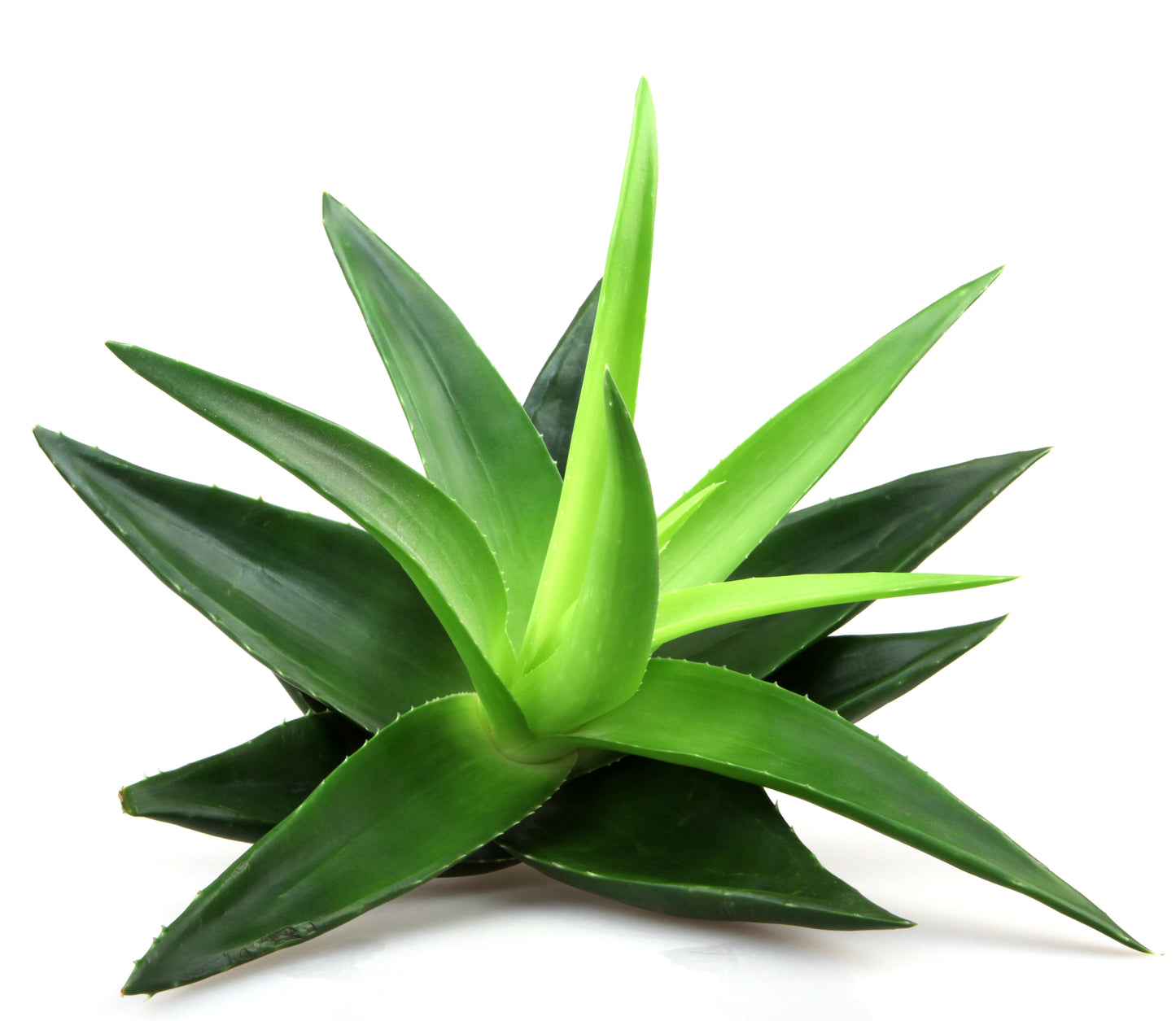 Gommage thé vert et aloe vera